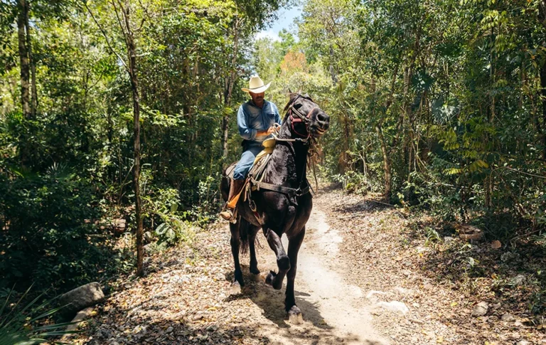 Horse trail among tropical flora