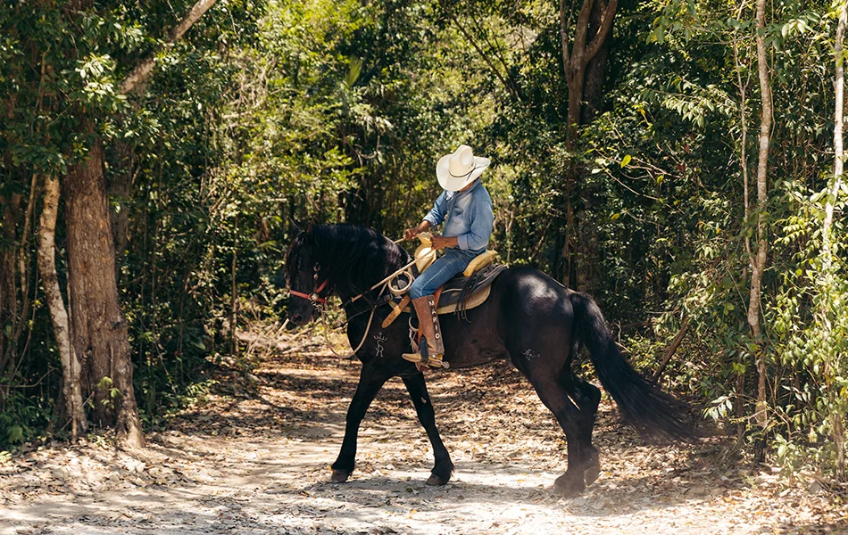 Well-trained horses for a safe experience
